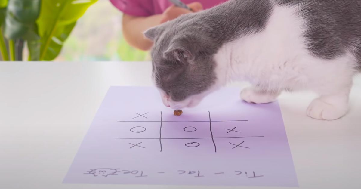I gattini sfidano la loro proprietaria a tris: chi vincerà? (video)
