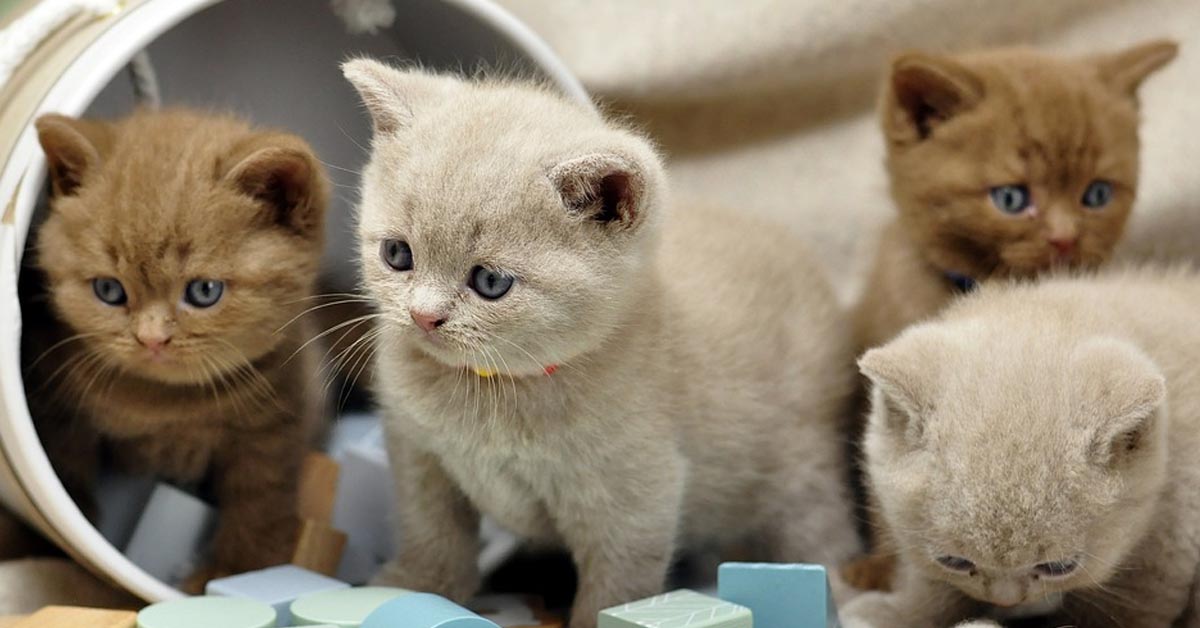 I teneri gattini British Shorthair esplorano il loro nuovo gioco (video)
