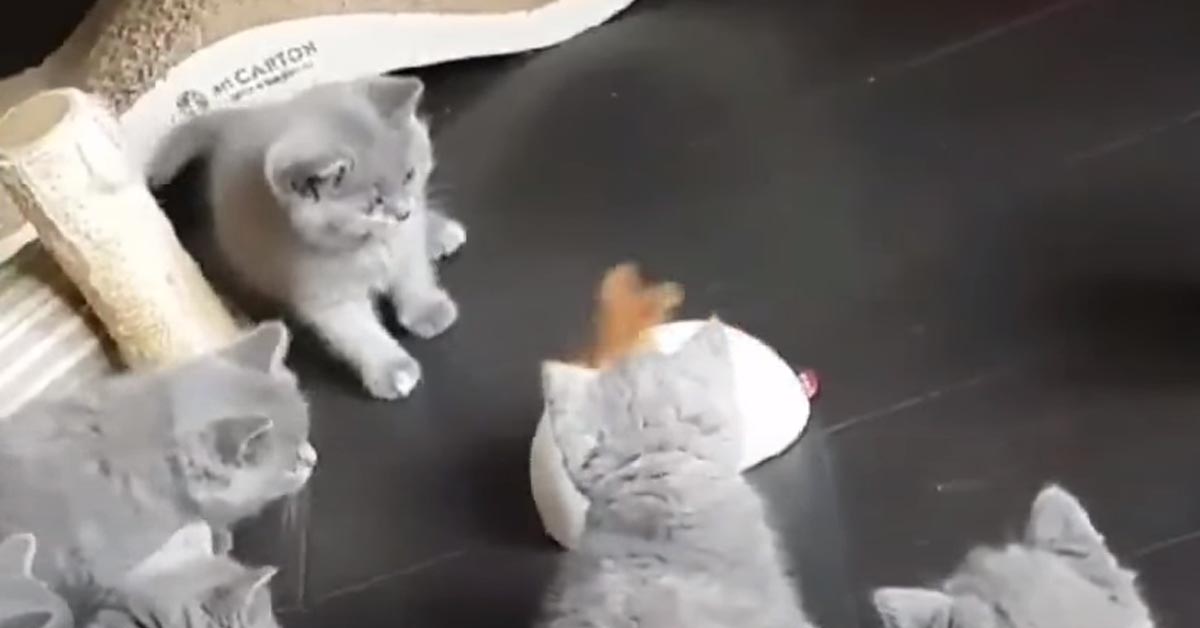 Gattini che giocano