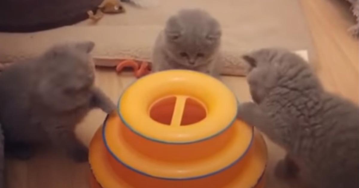 Gattini giocano