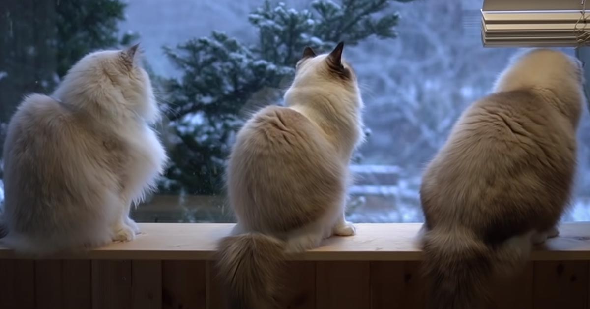 I tre gattini sono affascinati dalla neve e il momento è magico (video)