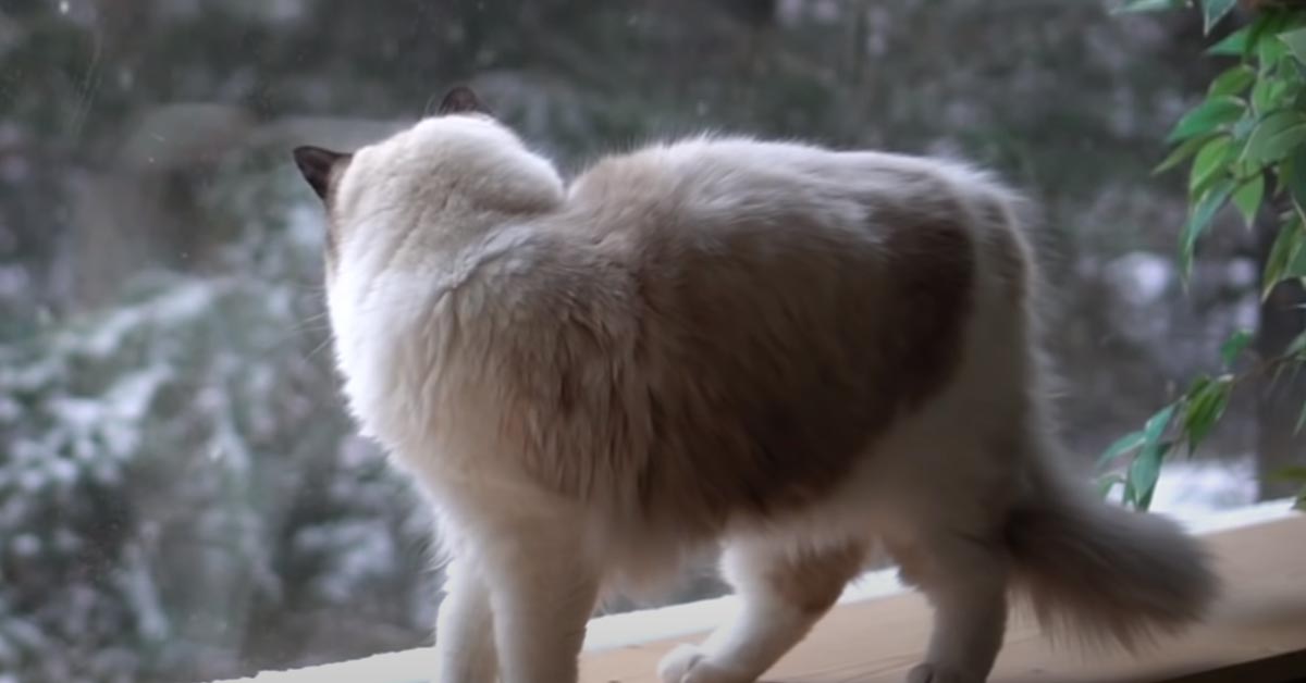 Gatto guarda fuori dalla finestra