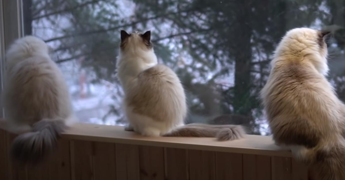 Gatti guardano fuori dalla finestra