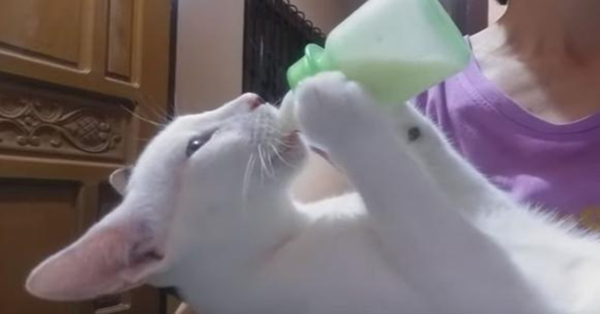gato bianco beve latte in forma strana