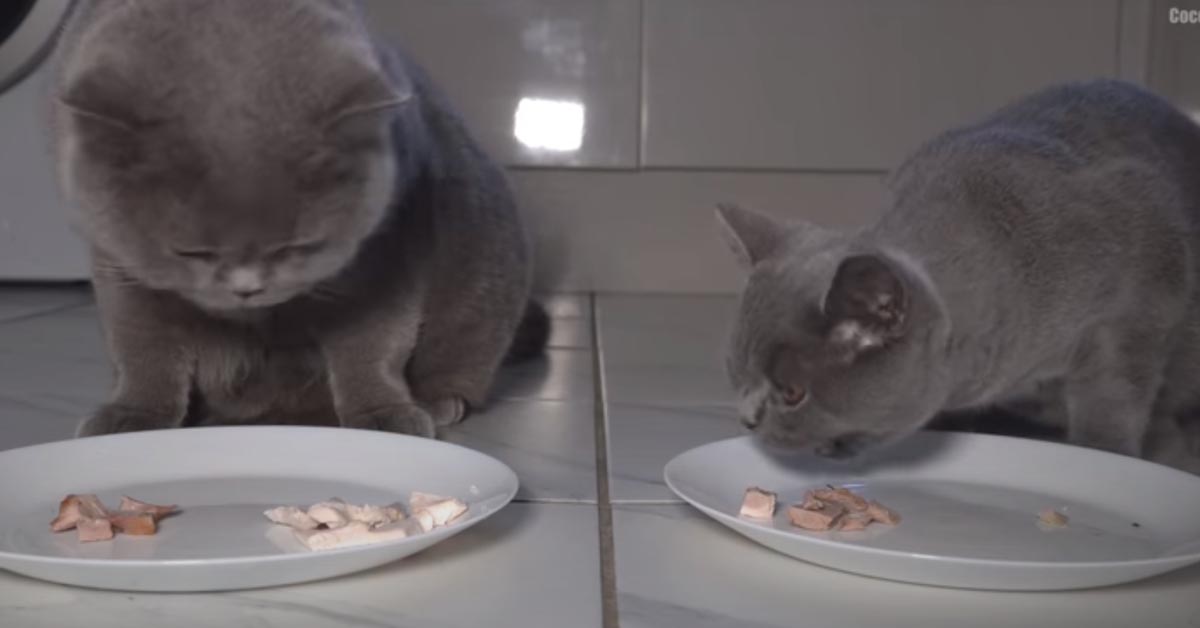 Il furbissimo gattino British Shorthair ruba il cibo al fratello (video)