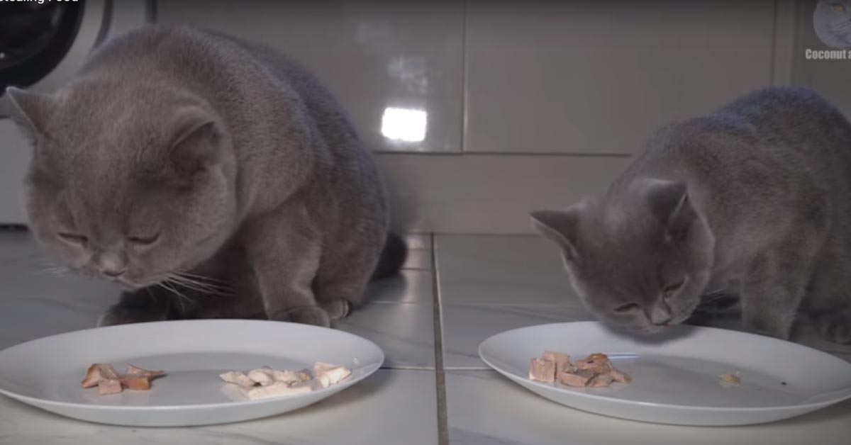 Gattini British Shorthair che mangiano