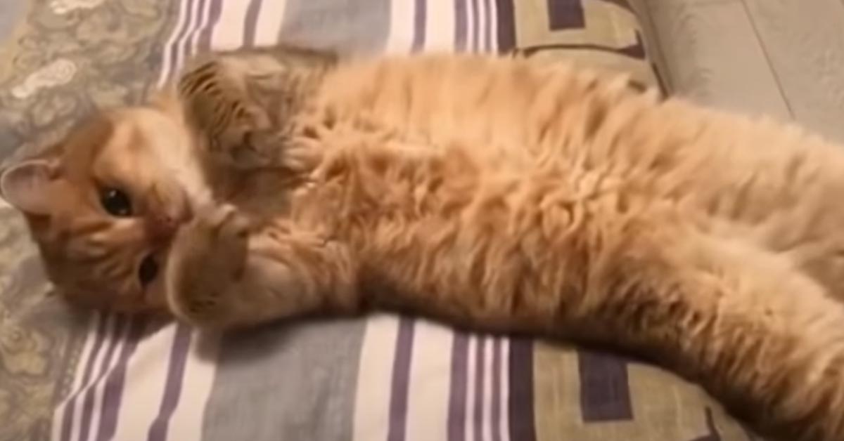 Il gattino Leon adora rilassarsi in un modo davvero unico (video)