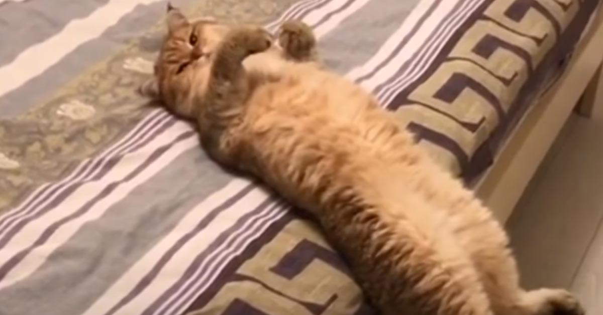 Gatto sdraiato sulla schiena