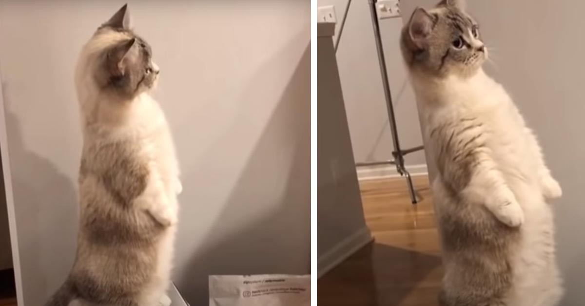 Il gattino Munchkin adora stare su due zampe (video)