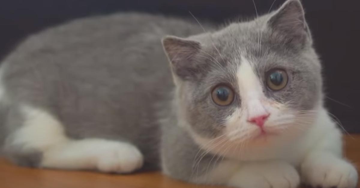 Il gattino Munchkin ci aiuta a non essere tristi (video)
