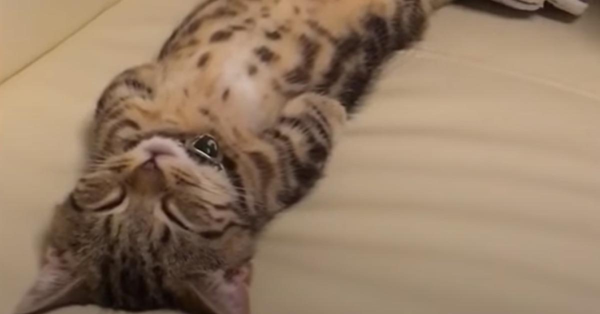 Il gattino Munchkin dorme in una posizione davvero incredibile (video)