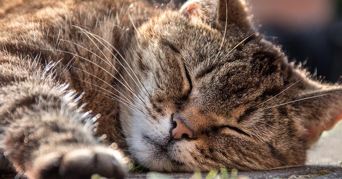 Il gattino Munchkin ha un modo davvero unico di dormire (video)