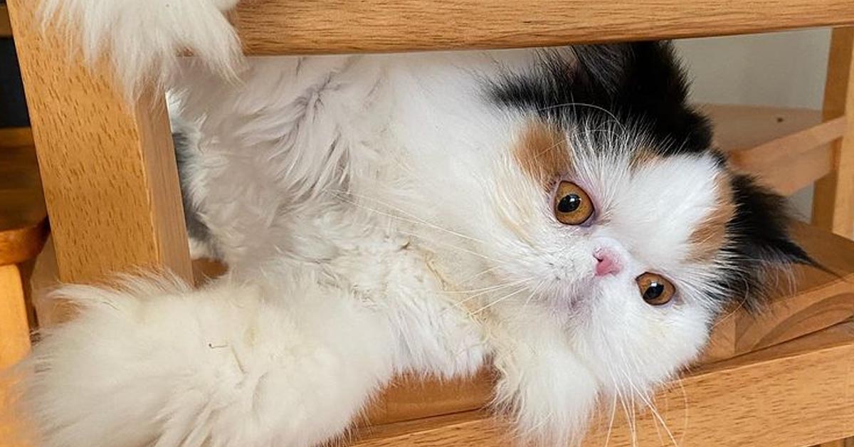Il gattino Persiano adora fare dei rilassanti massaggi alla sua proprietaria (video)