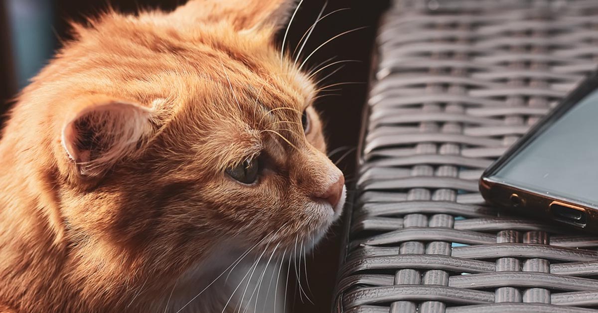 Il gattino Soriano accoglie i suoi nuovi amici, dei tenerissimi anatroccoli (video)