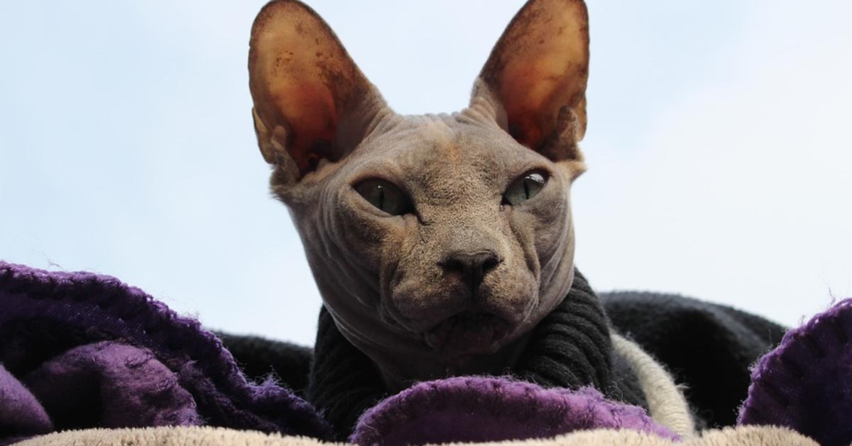 Il gattino Sphynx ha un modo di giocare davvero unico (video)