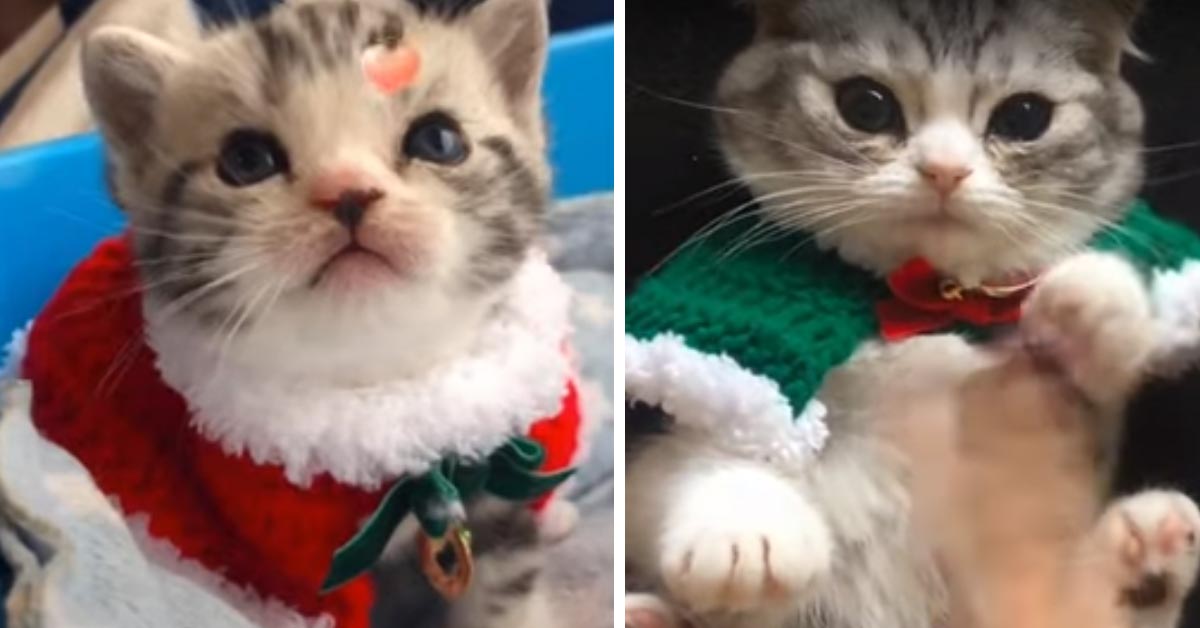 Il gattino adora il Natale e la sua tenerezza emoziona il web (video)