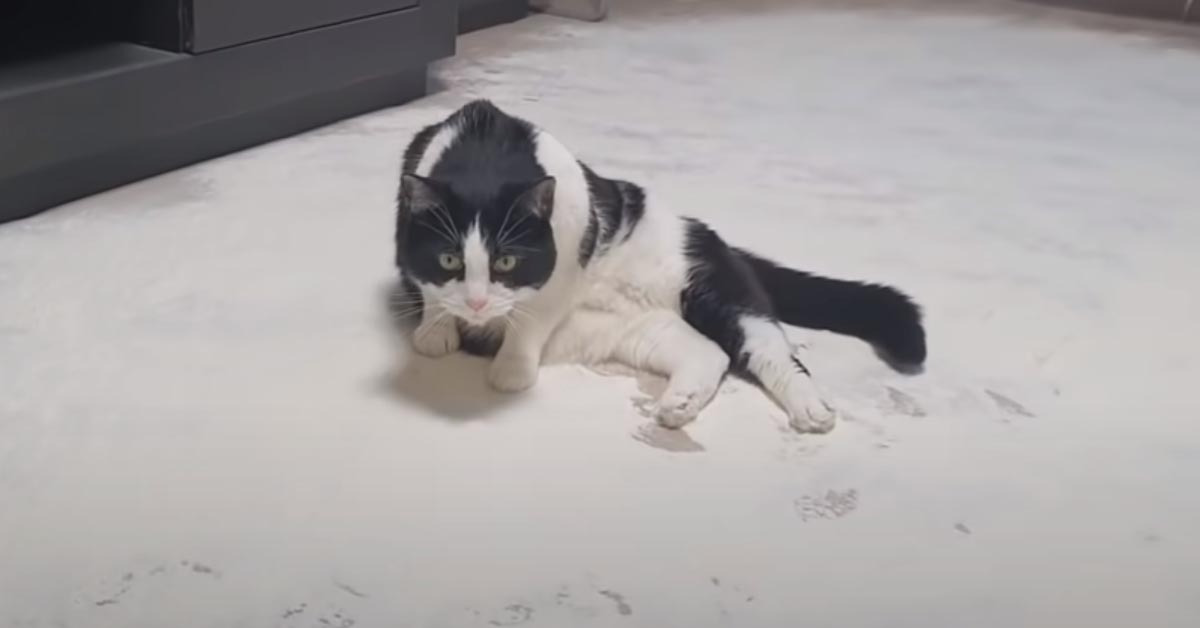 Il gattino adora rotolarsi nella farina e la sua strana performance è virale (video)