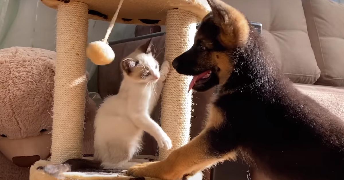 Il gattino “affronta” il cucciolo di Pastore Tedesco che vuole rubargli un gioco (video)