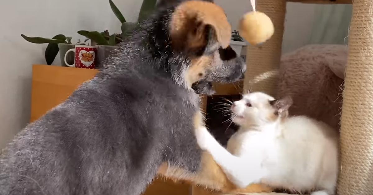 Gatto con un cucciolo di Pastore Tedesco