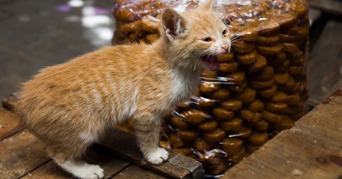 Il gattino affronta un particolare labirinto di bottiglie e la sua impresa è virale (video)