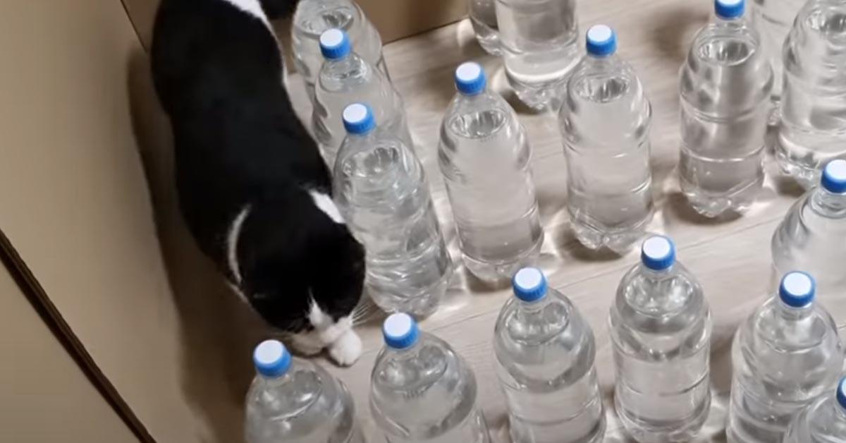 Gatto con delle bottiglie
