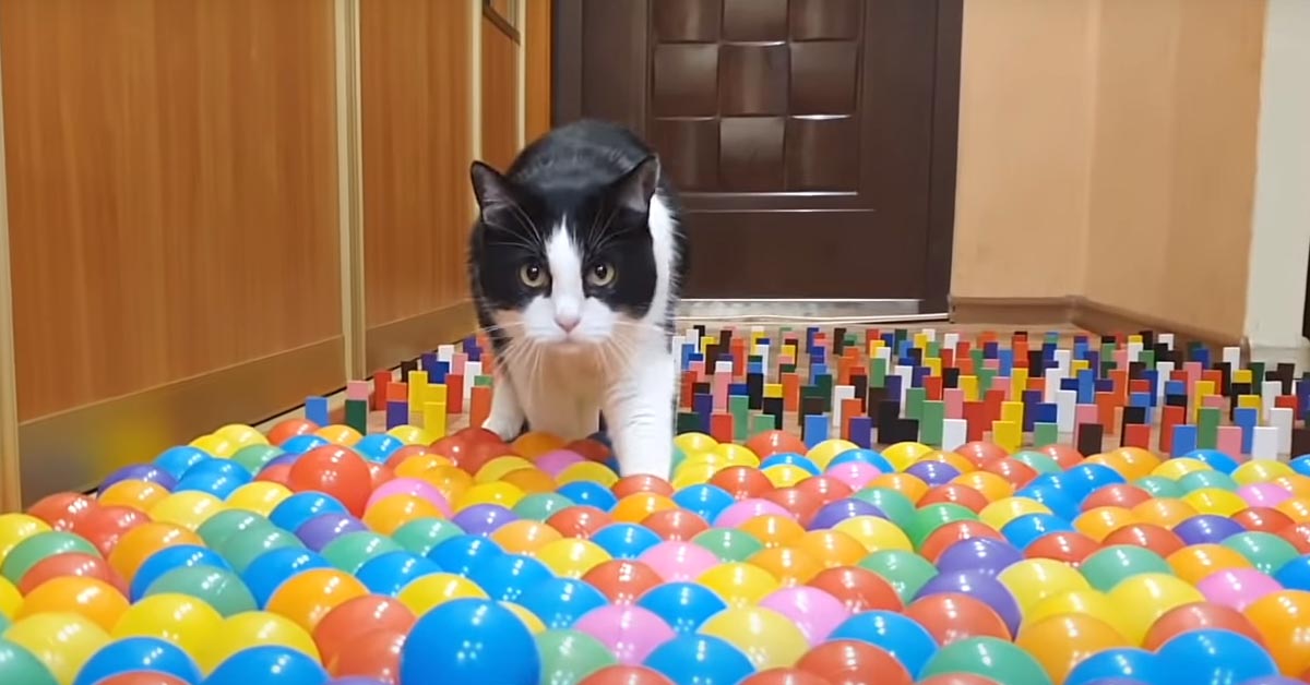 Il gattino affronta una serie di ostacoli colorati per una challenge molto entusiasmante (video)