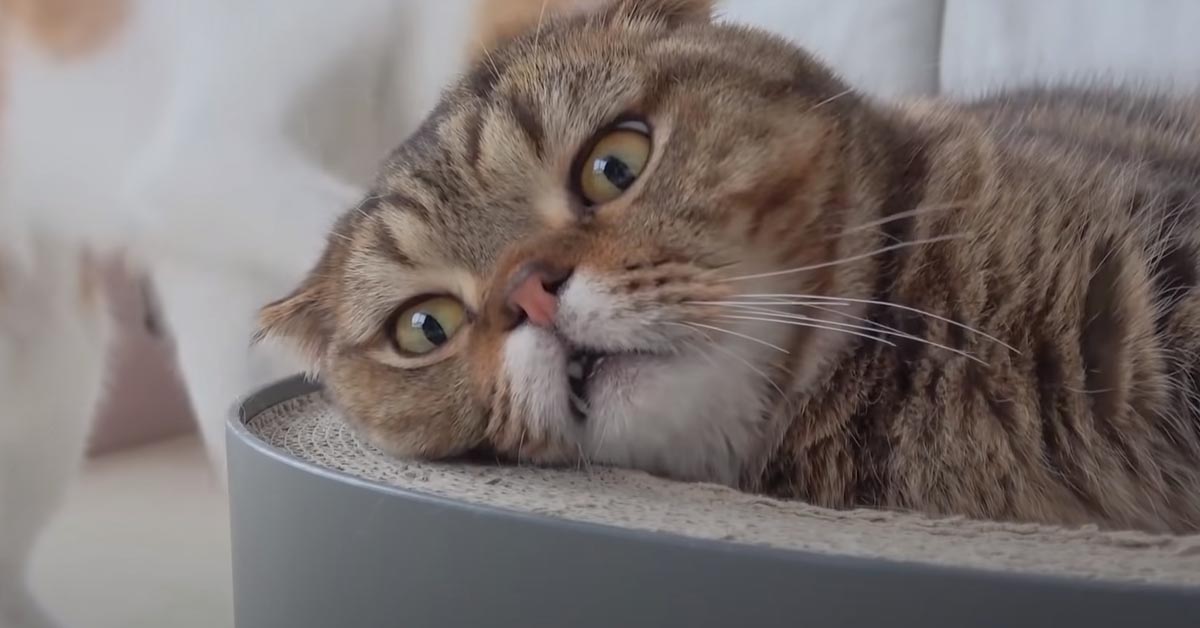 Il gattino annoiato infastidisce sua sorella e il video diventa virale
