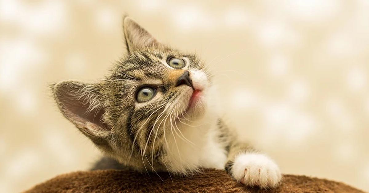 Il gattino appena nato beve teneramente da un biberon e il momento è dolcissimo (video)