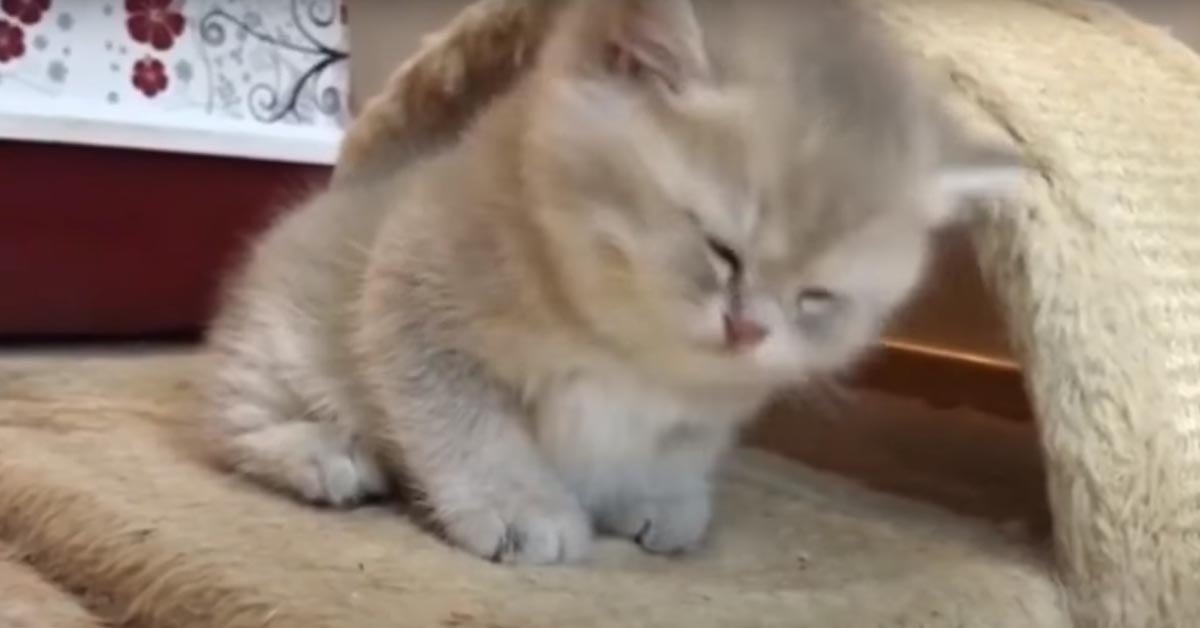 Il gattino ci prova e ci riprova ma non riesce proprio a restare sveglio (video)