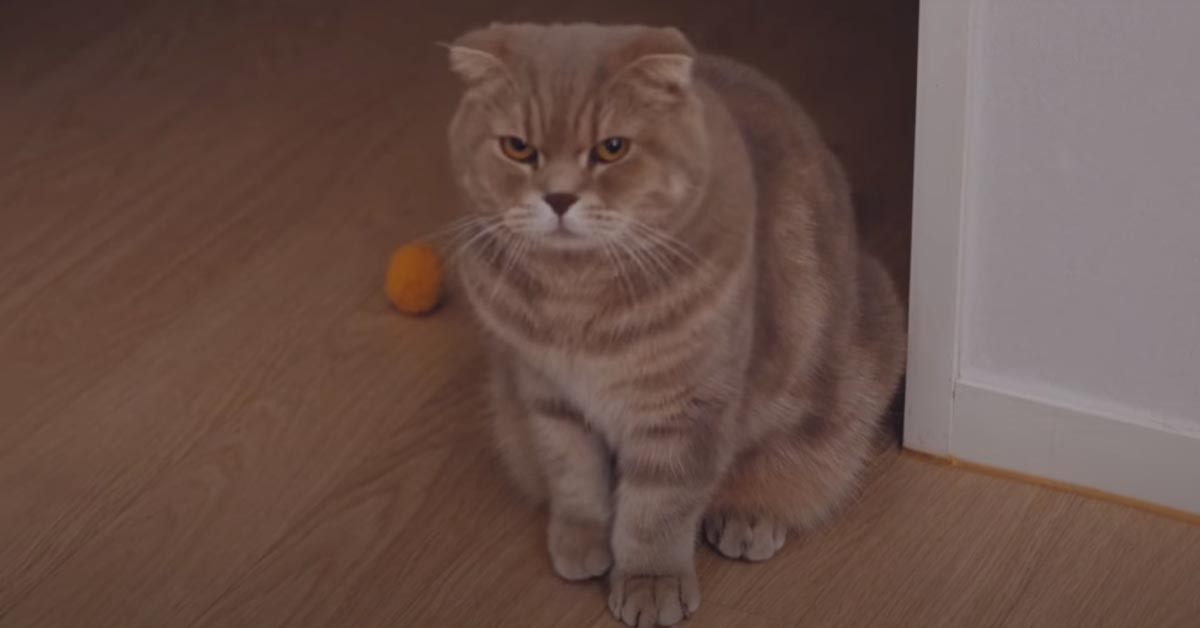 Il gattino “disperato” cerca di far capire al proprietario che vuole giocare con una pallina (video)