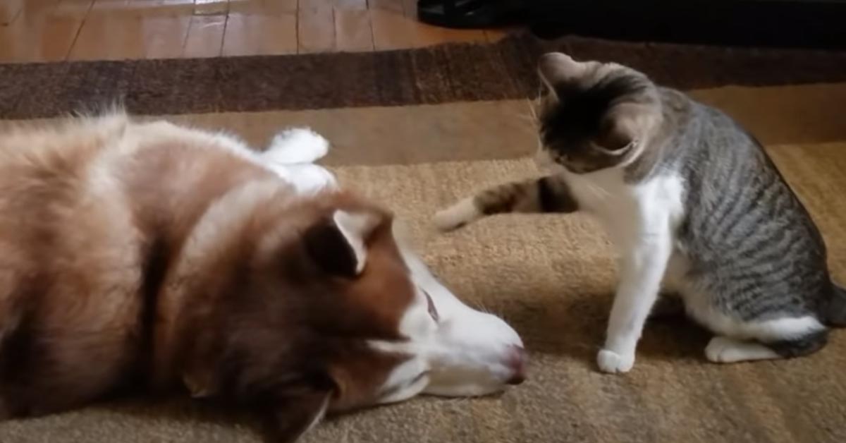 Il gattino “dispettoso” dà fastidio al suo amico Husky (video)