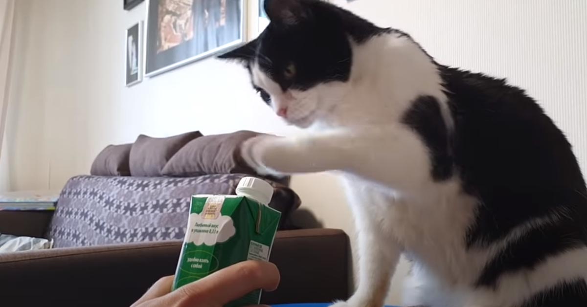 Il gattino è bravissimo ad aprire le bottiglie e la sua performance è virale (video)