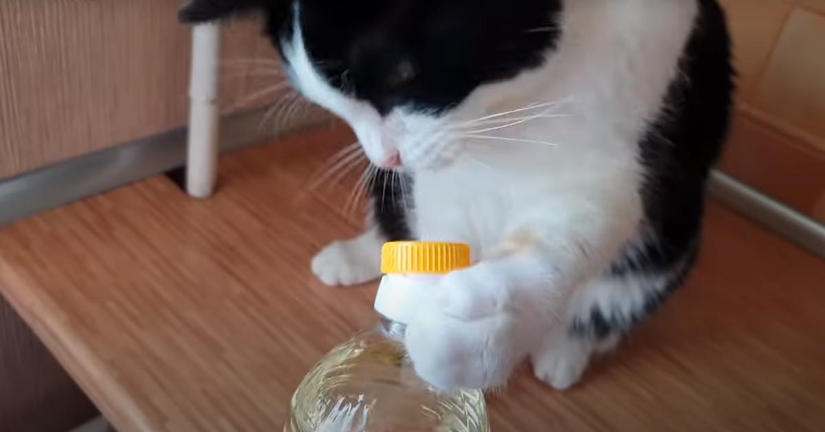 Gatto apre una bottiglia