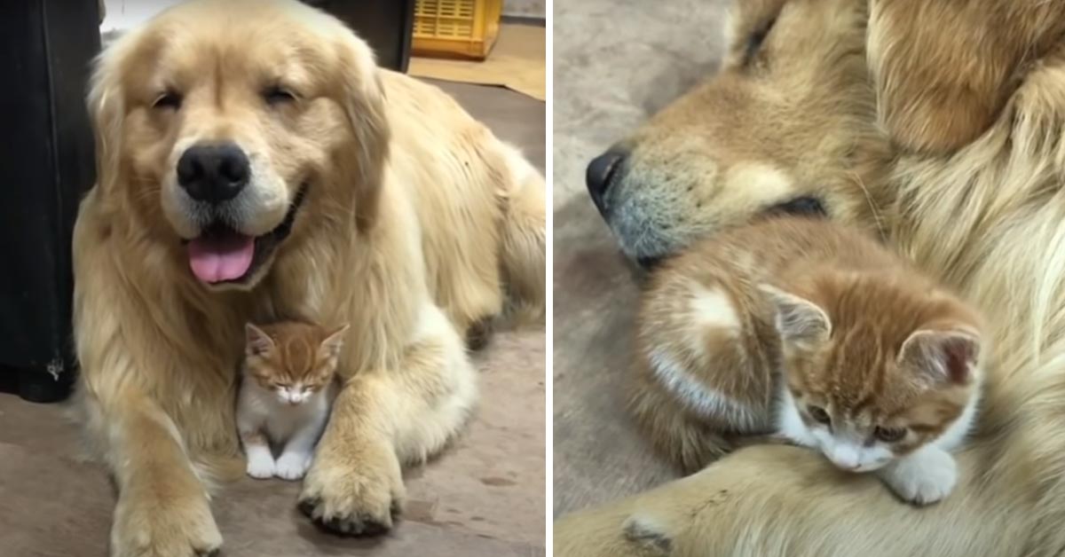 Il gattino e il Golden Retriever si rilassano insieme e il momento è magico (video)