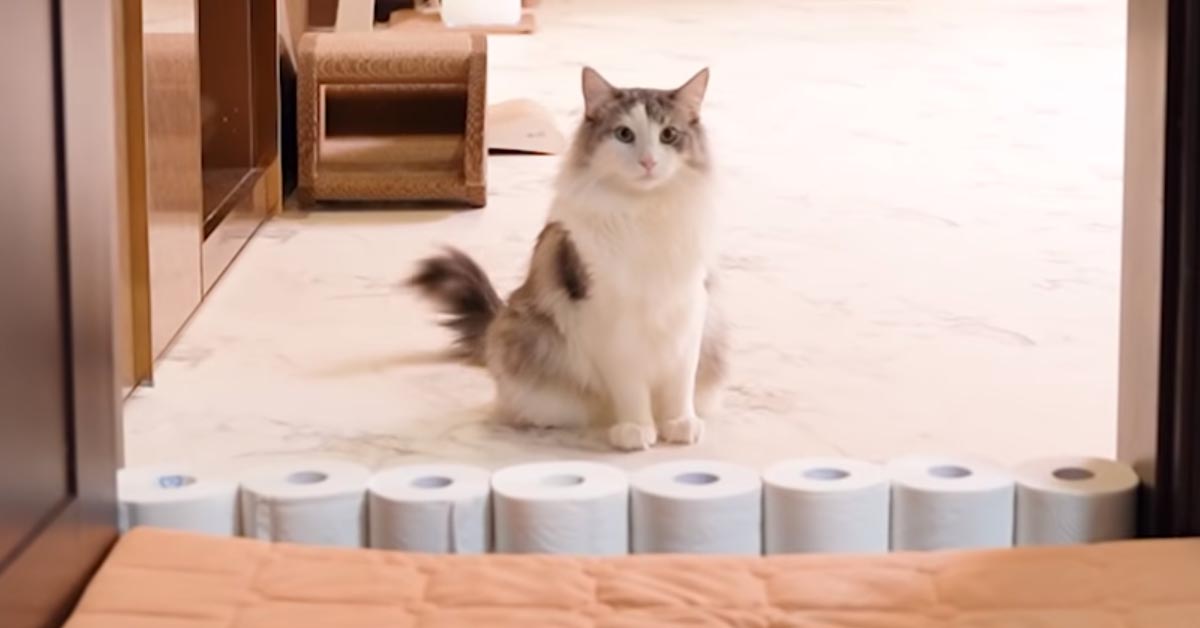 Il gattino e il Samoiedo si sfidano al “salto dei rotoli di carta igienica” (video)
