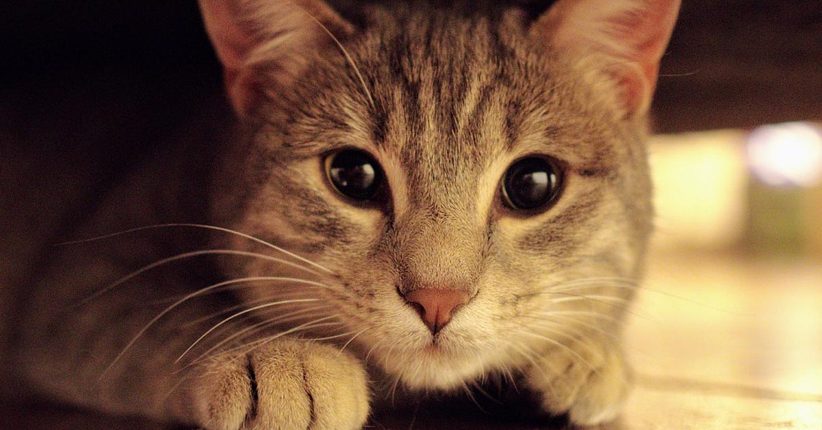 Il gattino e il Samoiedo sono i migliori amici che non ti aspetti (video)