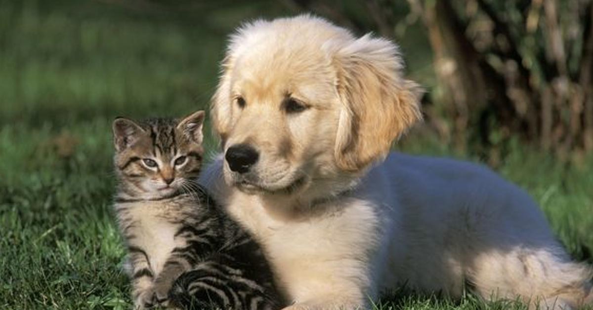 Il gattino e il cucciolo di Golden Retriever si lasciano andare a delle tenere coccole (video)