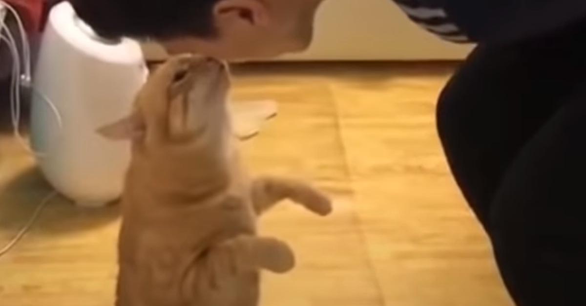 Gatto che dà un bacino al suo proprietario
