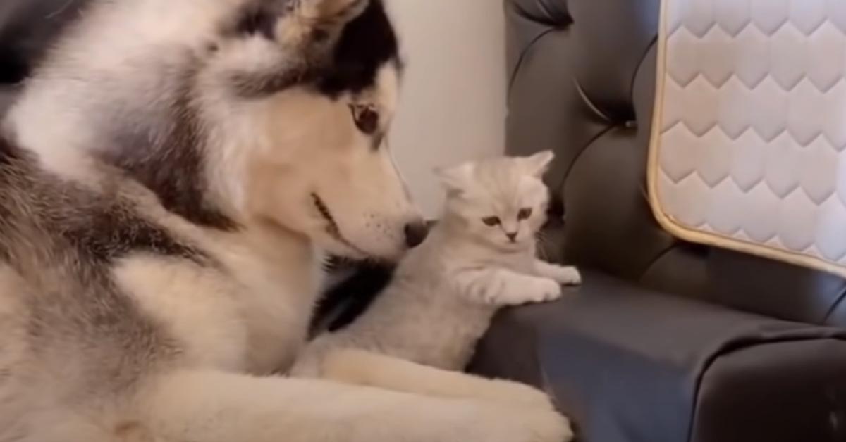 Il gattino e l’Husky sono i migliori amici che nessuno si aspetta e il loro rapporto è straordinario (video)
