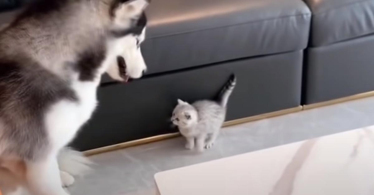 Gattino con un Husky