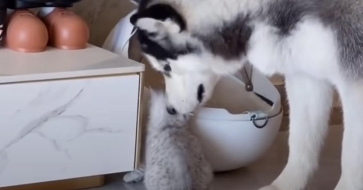 Gattino con un Husky