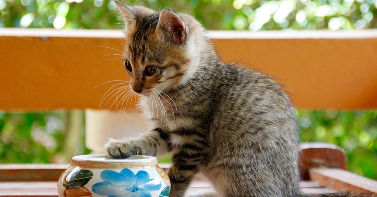 Il gattino e la bambina ogni mattina si salutano con una tenera chiacchierata (video)