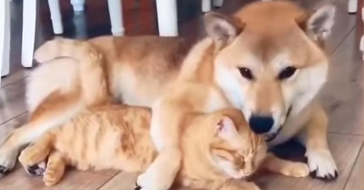 Gattino con uno Shiba Inu