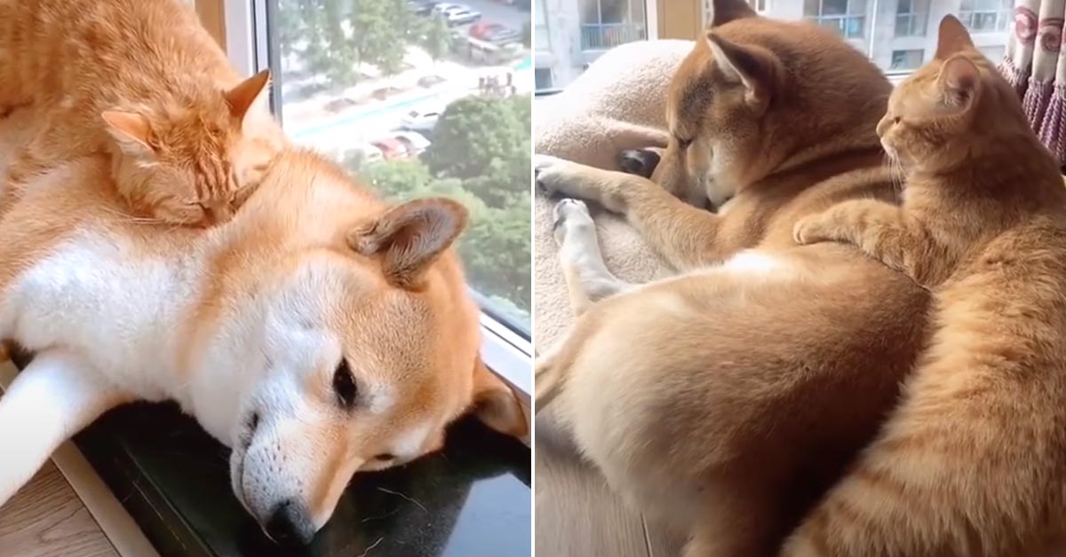 Il gattino e lo Shiba Inu sono migliori amici e il video della loro amicizia emoziona il web