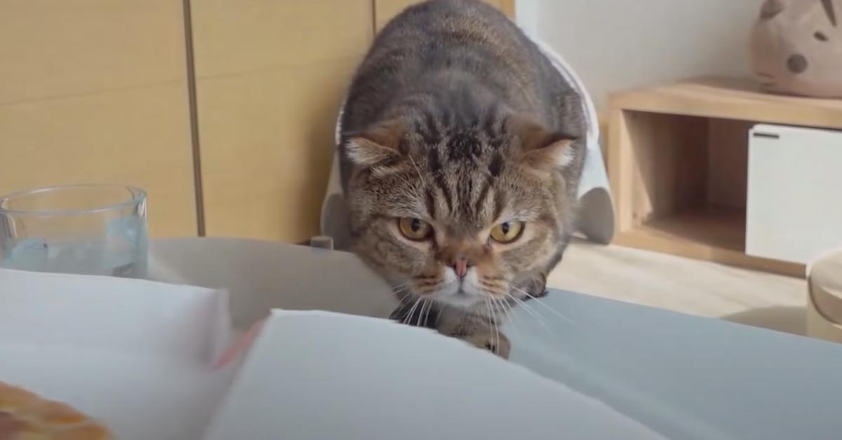 Il gattino è pronto a fare di tutto per avere un pezzo di pizza (video)