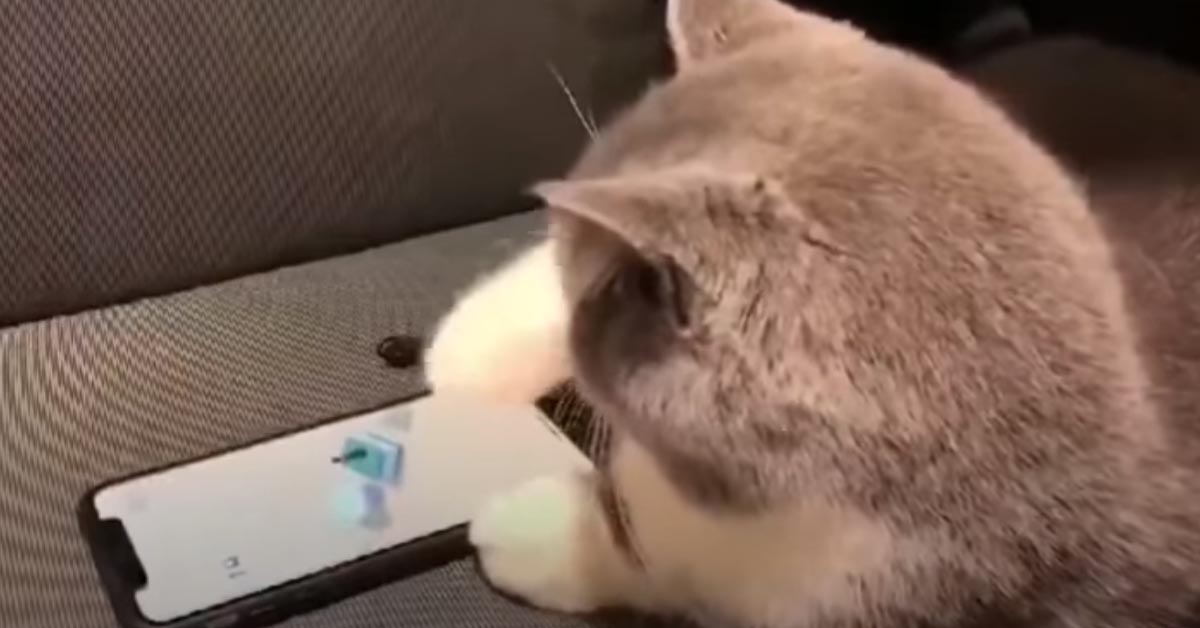 Gatto osserva smartphone