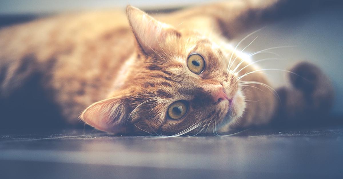 Il gattino ha un nuovo nemico in casa, una “terribile” sedia (video)