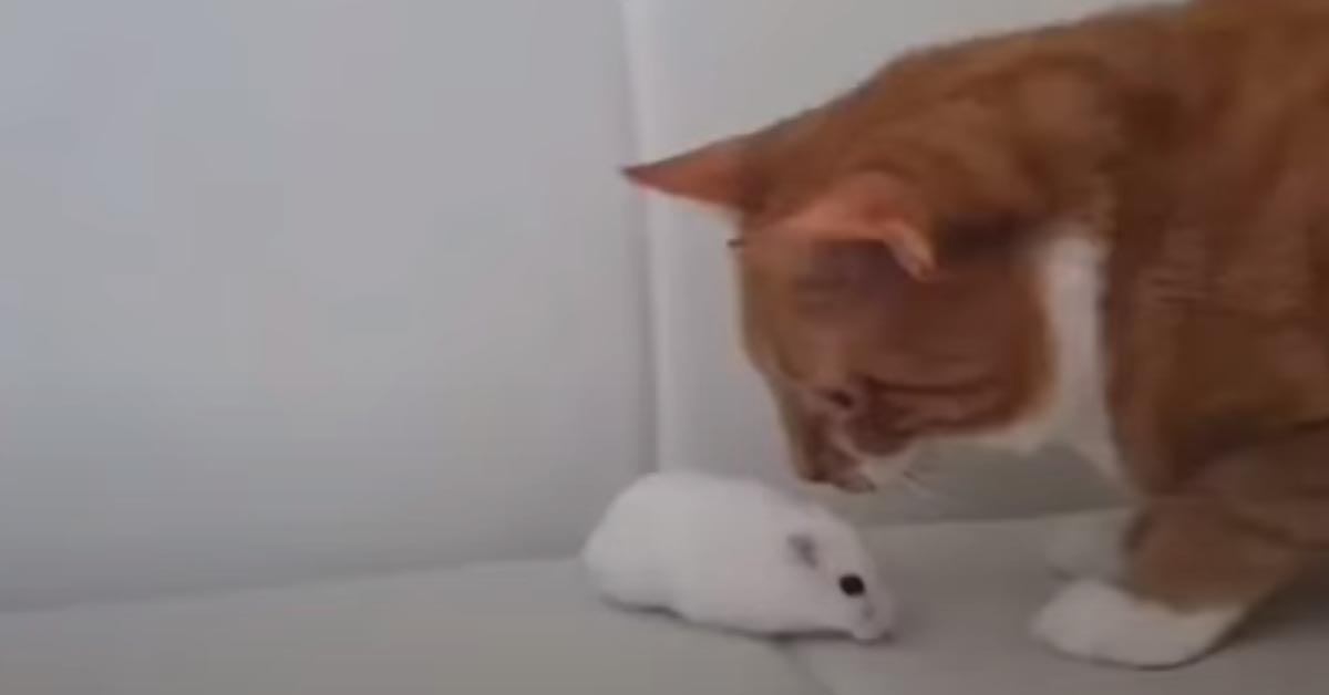 Il gattino incontra un piccolo criceto e il momento è magico (video)