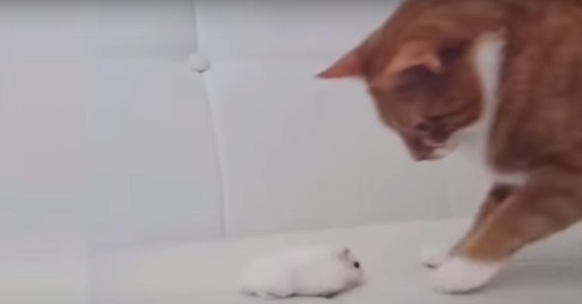 Gattino osserva un criceto