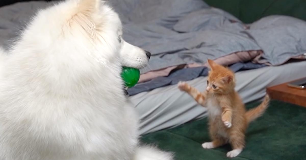 Il gattino minuscolo conosce gli altri membri della famiglia, un Samoiedo e un altro felino (video)